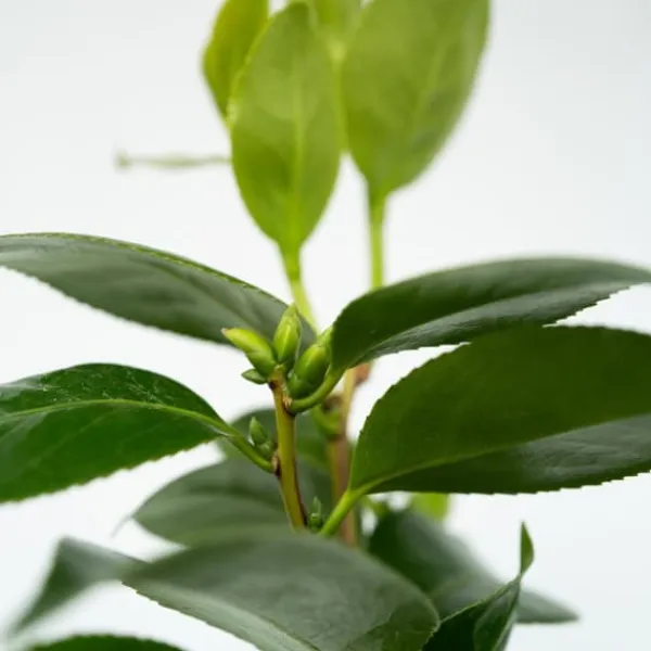 Buskads^Kamelia japansk rose - Camellia japonica 'Brush Field' - Højde 50-60cm - ⌀15cm