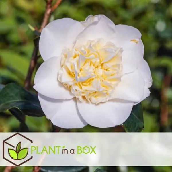 Buskads^Kamelia japansk rose - Camellia japonica 'Brush Field' - Højde 50-60cm - ⌀15cm