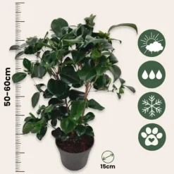 Sale Kamelia japansk rose - Camellia japonica 'Lady Campbell' - Højde 50-60cm - ⌀15cm Krukkeplanter Indendørs