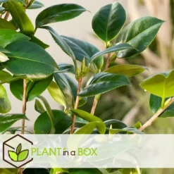 Sale Kamelia japansk rose - Camellia japonica 'Lady Campbell' - Højde 50-60cm - ⌀15cm Krukkeplanter Indendørs
