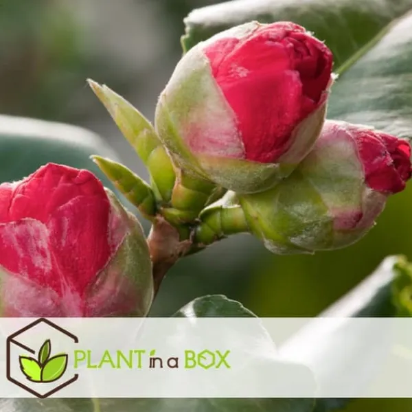 Sale Kamelia japansk rose - Camellia japonica 'Lady Campbell' - Højde 50-60cm - ⌀15cm Krukkeplanter Indendørs
