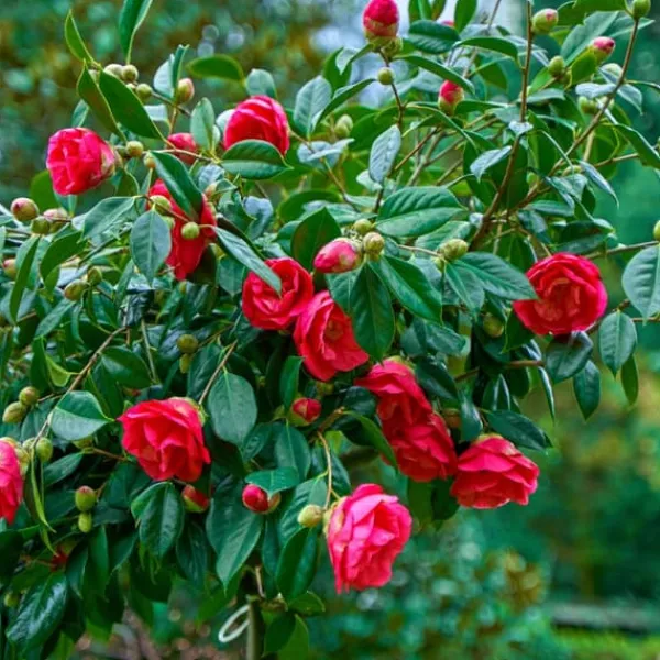 Blomster^Kamelia japansk rose - Camellia japonica 'Dr. King' - Højde 50-60cm - ⌀15cm