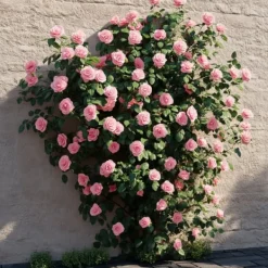 Sale Kamelia japansk rose - Camellia japonica 'Bonomiana' - Højde 50-60cm - ⌀15cm Buskads