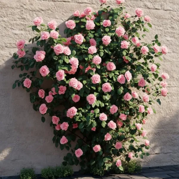Sale Kamelia japansk rose - Camellia japonica 'Bonomiana' - Højde 50-60cm - ⌀15cm Buskads