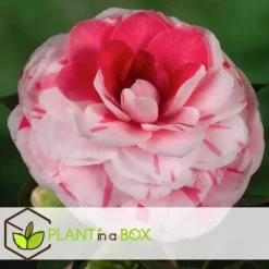 Sale Kamelia japansk rose - Camellia japonica 'Bonomiana' - Højde 50-60cm - ⌀15cm Buskads