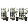 Buskads^Kamelia japansk rose - Sæt med 3 - Camellia 'B. Field' - Højde 25-40cm - ⌀9cm