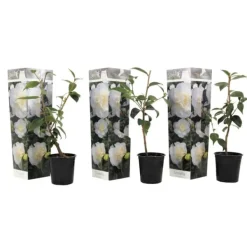 Buskads^Kamelia japansk rose - Sæt med 3 - Camellia 'B. Field' - Højde 25-40cm - ⌀9cm