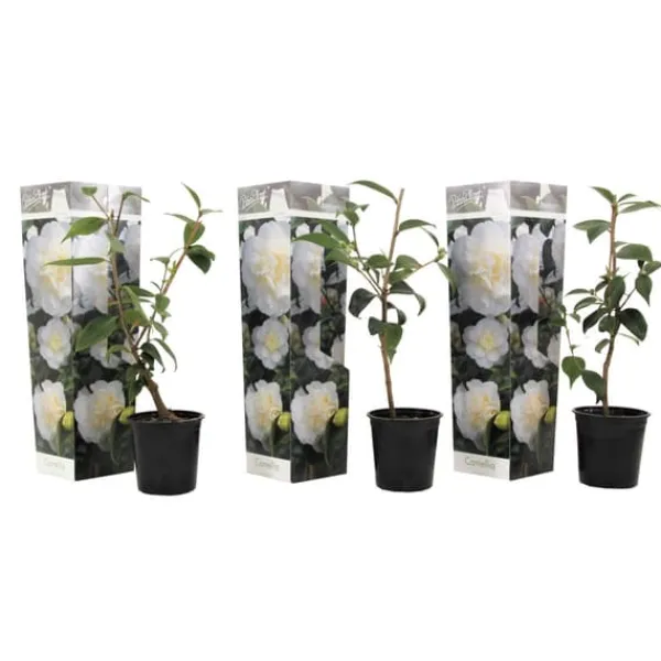 Buskads^Kamelia japansk rose - Sæt med 3 - Camellia 'B. Field' - Højde 25-40cm - ⌀9cm