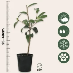 Buskads^Kamelia japansk rose - Sæt med 3 - Camellia 'B. Field' - Højde 25-40cm - ⌀9cm