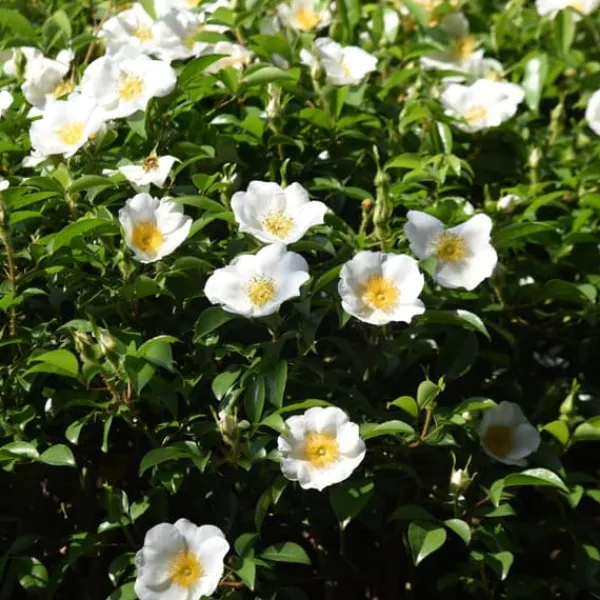 Buskads^Kamelia japansk rose - Sæt med 3 - Camellia 'B. Field' - Højde 25-40cm - ⌀9cm