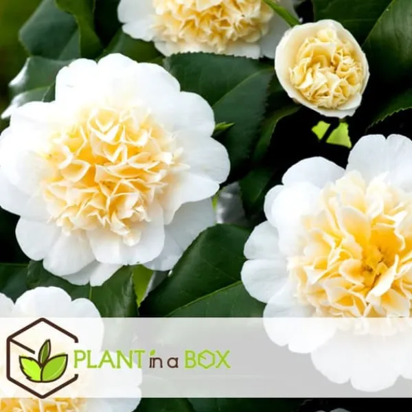 Buskads^Kamelia japansk rose - Sæt med 3 - Camellia 'B. Field' - Højde 25-40cm - ⌀9cm