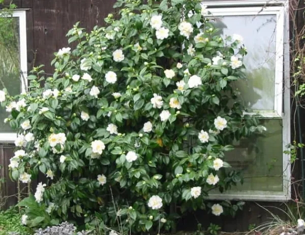 Buskads^Kamelia japansk rose - Sæt med 3 - Camellia 'B. Field' - Højde 25-40cm - ⌀9cm