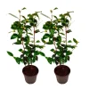 Discount Kamelia japansk rose - Sæt med 2 - Camellia Brush Field - Højde 50-60cm - ⌀15cm Buskads