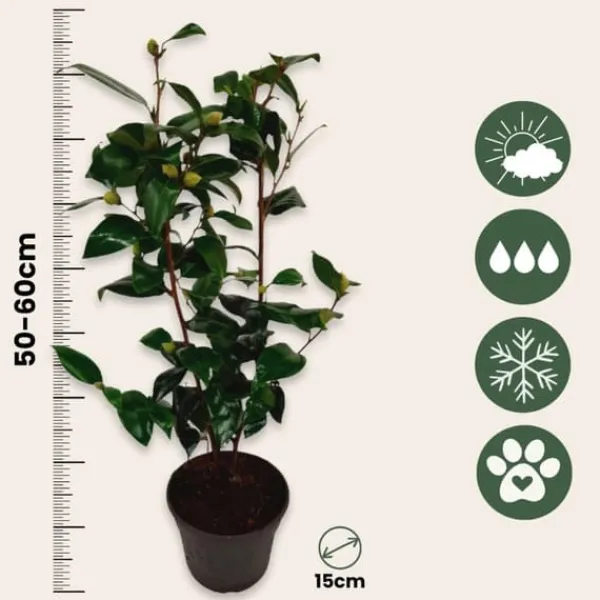 Discount Kamelia japansk rose - Sæt med 2 - Camellia Brush Field - Højde 50-60cm - ⌀15cm Buskads
