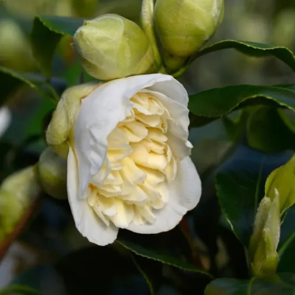 Discount Kamelia japansk rose - Sæt med 2 - Camellia Brush Field - Højde 50-60cm - ⌀15cm Buskads