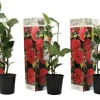 Buskads^Kamelia japansk rose - Sæt med 3 - Camellia 'Lady C.' - Højde 25-40cm - ⌀9cm