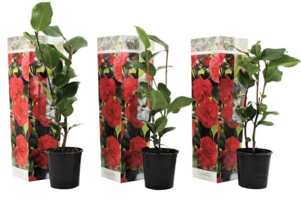 Buskads^Kamelia japansk rose - Sæt med 3 - Camellia 'Lady C.' - Højde 25-40cm - ⌀9cm