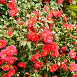 Buskads^Kamelia japansk rose - Sæt med 3 - Camellia 'Lady C.' - Højde 25-40cm - ⌀9cm