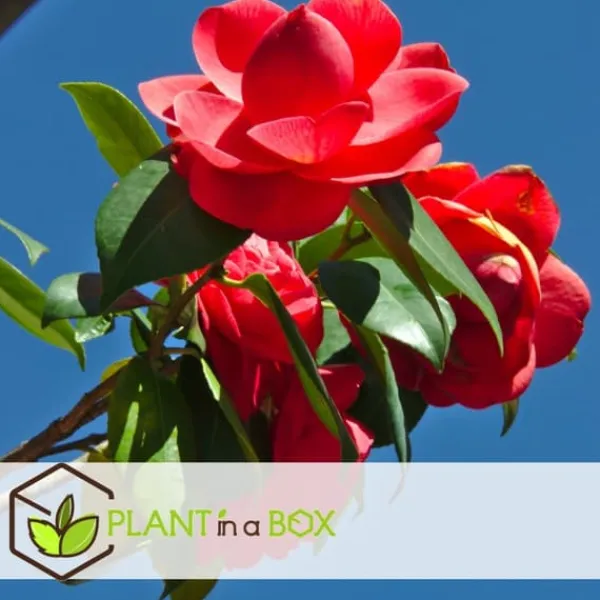Buskads^Kamelia japansk rose - Sæt med 3 - Camellia 'Lady C.' - Højde 25-40cm - ⌀9cm