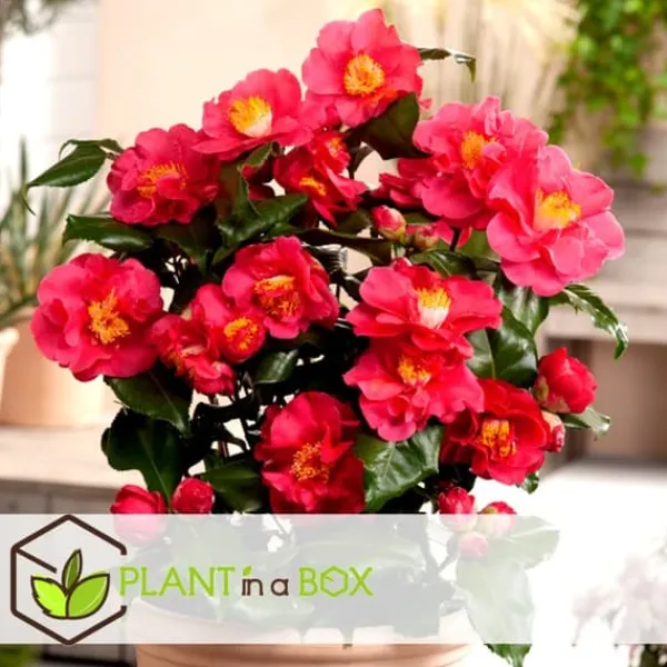 Buskads^Kamelia japansk rose - Sæt med 3 - Camellia 'Lady C.' - Højde 25-40cm - ⌀9cm