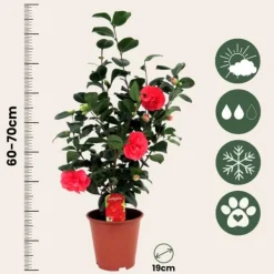 Hot Kamelia japansk rose - Sæt med 2 - Camellia 'Lady C.' - Højde 60-70cm - ⌀19cm Buskads