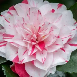 Clearance Kamelia japansk rose - Sæt med 2 - Camellia 'Bonomiana' - Højde 50-60cm - ⌀15cm Buskads