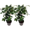 Hot Kamelia japansk rose - Sæt 2 - Camellia 'Lady Campbell' - Højde 50-60cm - ⌀15cm Buskads