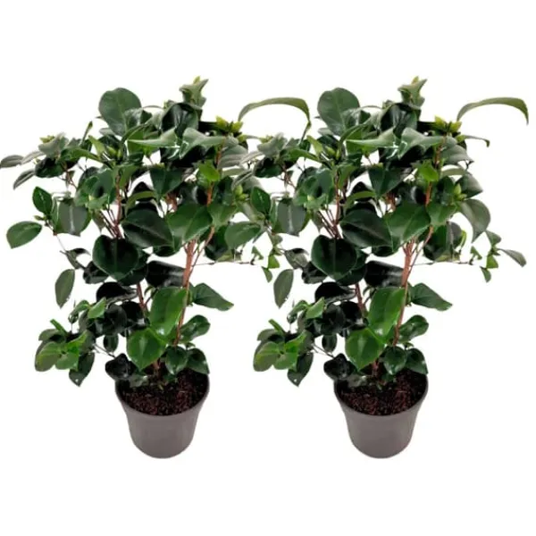 Hot Kamelia japansk rose - Sæt 2 - Camellia 'Lady Campbell' - Højde 50-60cm - ⌀15cm Buskads