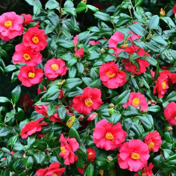 Outlet Kamelia japansk rose - Sæt med 2 - Camellia 'Dr. King' - Højde 50-60cm - ⌀15cm Haveplanter
