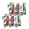 Buskads^Kamelia japansk rose - Sæt med 6 - Camellia japonica - Højde 25-40cm - ⌀9cm