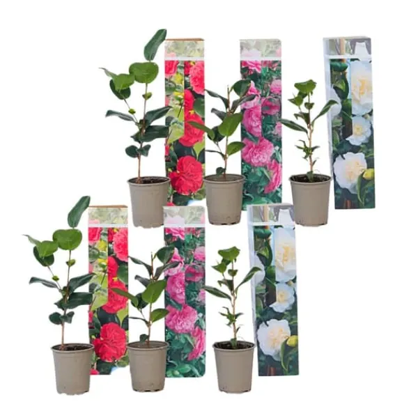 Buskads^Kamelia japansk rose - Sæt med 6 - Camellia japonica - Højde 25-40cm - ⌀9cm