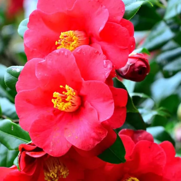 Buskads^Kamelia japansk rose - Sæt med 3 - Camellia japonica - Højde 25-40cm - ⌀9cm