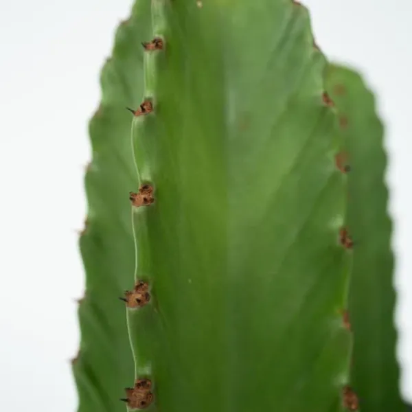 Krukkeplanter Indendørs^Kandelabertræ - Euphorbia ingens - Højde 85-95cm - ⌀24cm