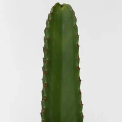 Krukkeplanter Indendørs^Kandelabertræ - Euphorbia ingens - Højde 85-95cm - ⌀24cm