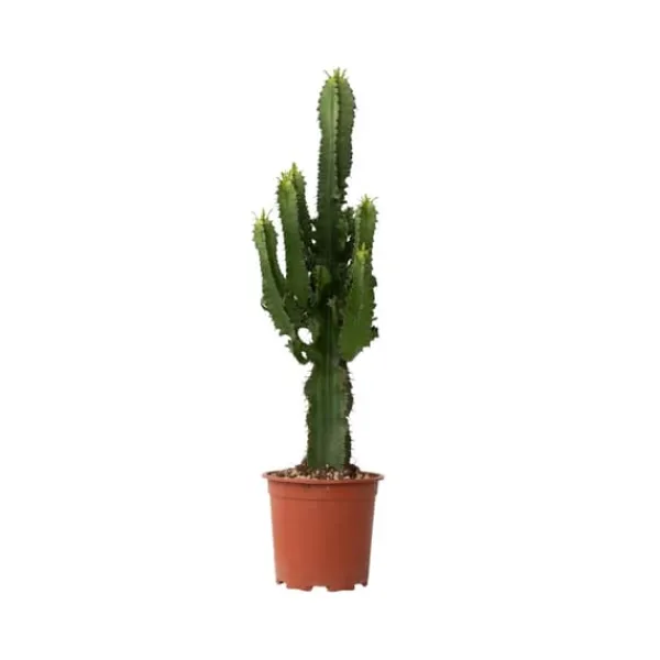 Krukkeplanter Indendørs^Kandelabertræ - Euphorbia ingens - Højde 50-60cm - ⌀17cm