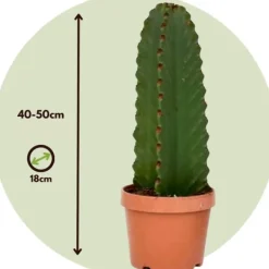 Online Kandelabertræ - Sæt med 2 - Euphorbia ingens - Højde 40-50cm - ⌀18cm Krukkeplanter Indendørs