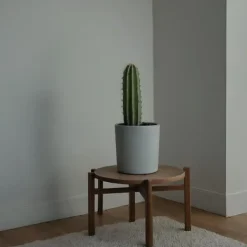 Online Kandelabertræ - Sæt med 2 - Euphorbia ingens - Højde 40-50cm - ⌀18cm Krukkeplanter Indendørs