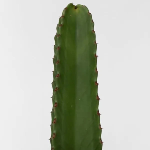 Online Kandelabertræ - Sæt med 2 - Euphorbia ingens - Højde 40-50cm - ⌀18cm Krukkeplanter Indendørs