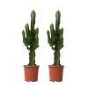 Discount Kandelabertræ - Sæt med 2 - Euphorbia ingens - Højde 50-60cm - ⌀17cm Krukkeplanter Indendørs