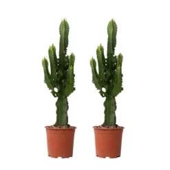 Discount Kandelabertræ - Sæt med 2 - Euphorbia ingens - Højde 50-60cm - ⌀17cm Krukkeplanter Indendørs