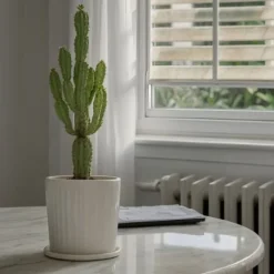 Discount Kandelabertræ - Sæt med 2 - Euphorbia ingens - Højde 50-60cm - ⌀17cm Krukkeplanter Indendørs