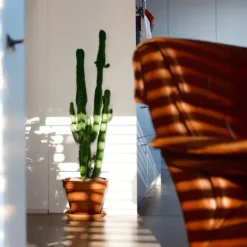 Discount Kandelabertræ - Sæt med 2 - Euphorbia ingens - Højde 50-60cm - ⌀17cm Krukkeplanter Indendørs