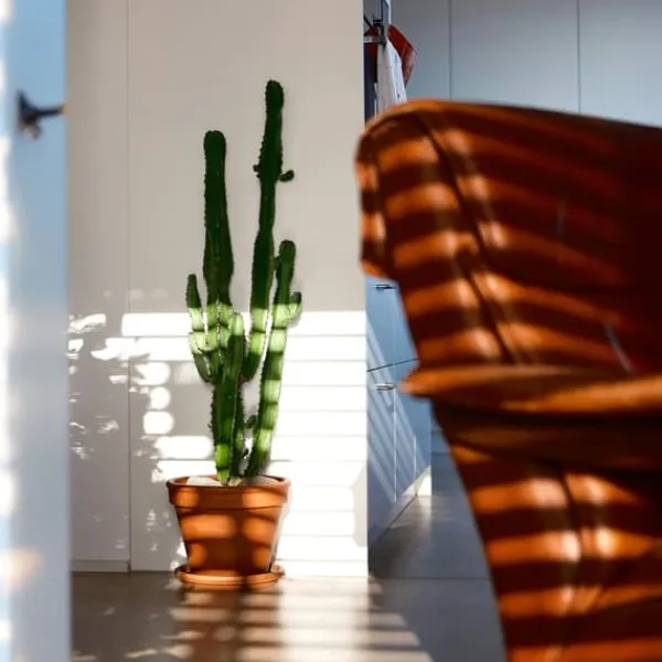 Discount Kandelabertræ - Sæt med 2 - Euphorbia ingens - Højde 50-60cm - ⌀17cm Krukkeplanter Indendørs