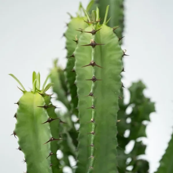 Discount Kandelabertræ - Sæt med 2 - Euphorbia ingens - Højde 50-60cm - ⌀17cm Krukkeplanter Indendørs