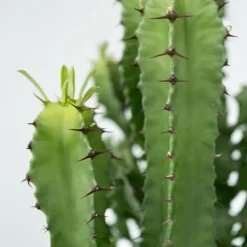 Discount Kandelabertræ - Sæt med 2 - Euphorbia ingens - Højde 50-60cm - ⌀17cm Krukkeplanter Indendørs