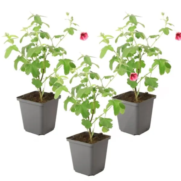 Buskads^Kapmalva - Sæt med 3 - Anisodontea capensis 'El Rayo' - Højde 25-40cm - ⌀9cm