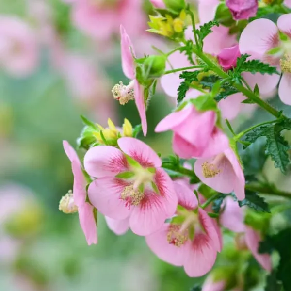 Buskads^Kapmalva - Sæt med 3 - Anisodontea capensis 'El Rayo' - Højde 25-40cm - ⌀9cm