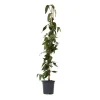 Krukkeplanter Indendørs^Kaprifolie - Lonicera henryi 'Copper Beauty' - Højde 110-120cm - ⌀17cm