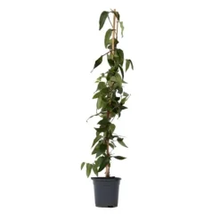 Krukkeplanter Indendørs^Kaprifolie - Lonicera henryi 'Copper Beauty' - Højde 110-120cm - ⌀17cm