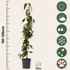 Krukkeplanter Indendørs^Kaprifolie - Lonicera henryi 'Copper Beauty' - Højde 110-120cm - ⌀17cm